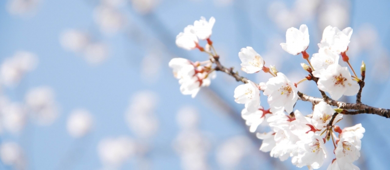 spring-wallpaper-free-desktop spring-wallpaper-free-desktop
